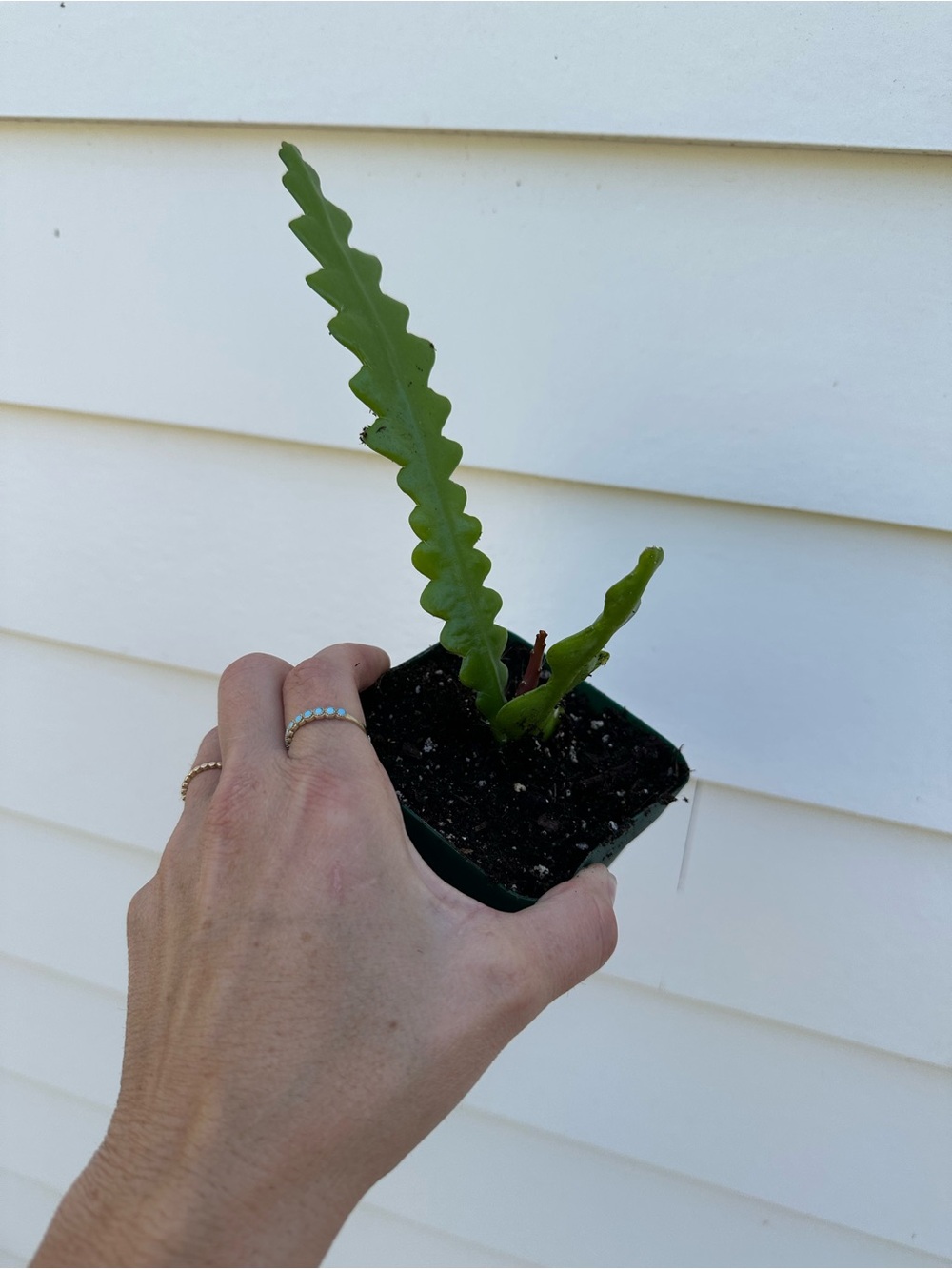 Fishbone Cactus / Ric Rac Cactus – 4” Pot - Picture 2 of 2